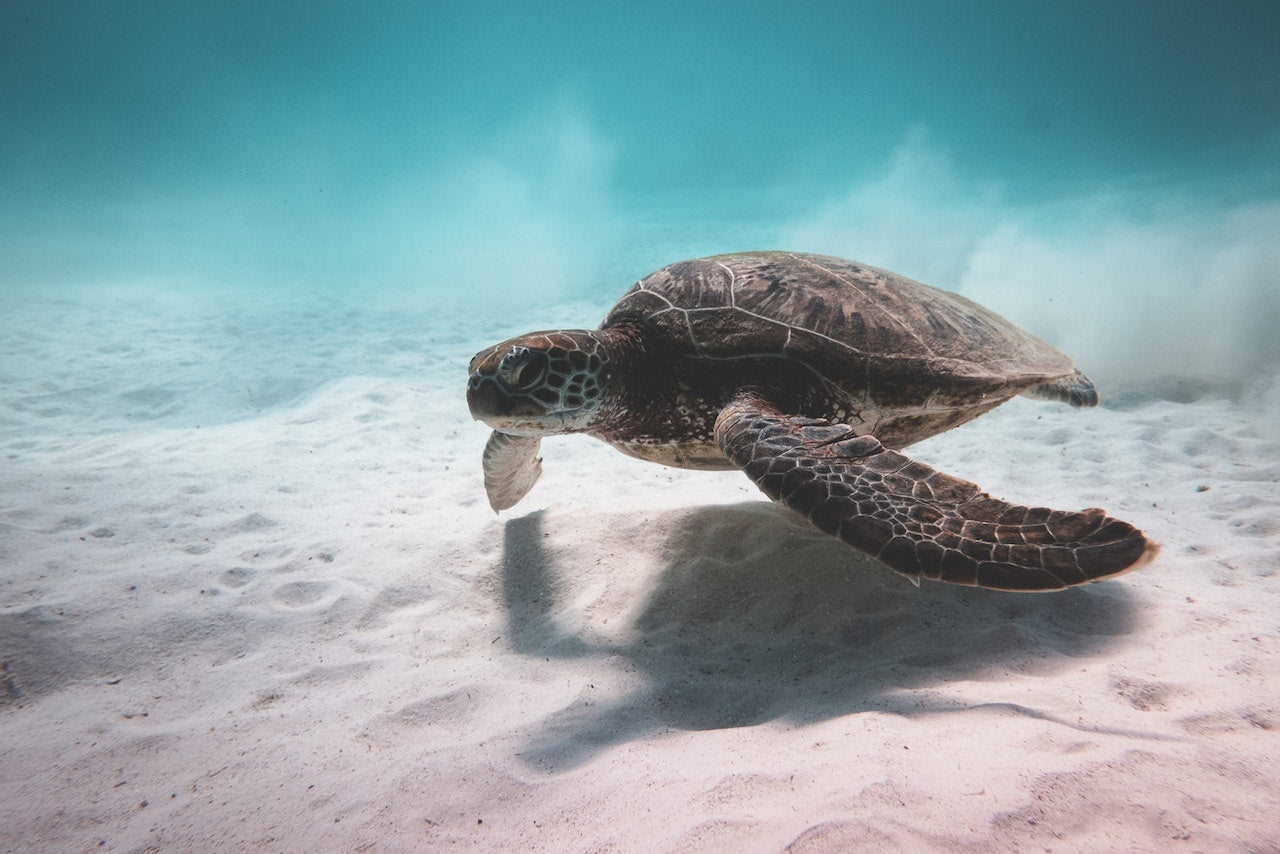 The Impact of Docks on Marine Life and How to Minimize It
