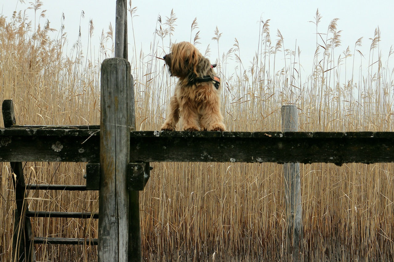 Dock ladder outlet for dogs